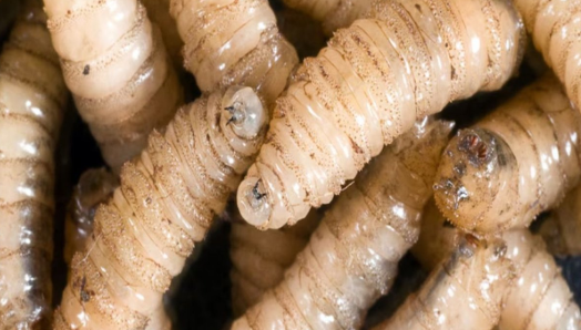 Veracruz leads in cases of screwworm in humans