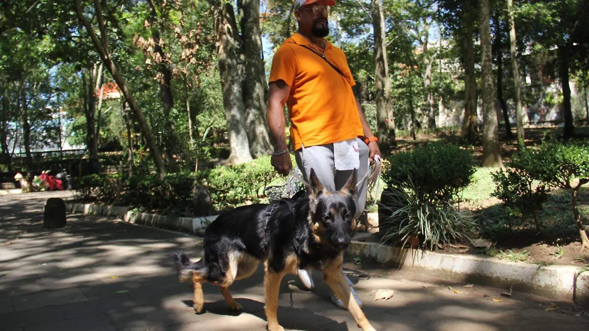 Argos arrived from Orizaba and changed Luis’s life: together they walk 30 blocks in Xalapa